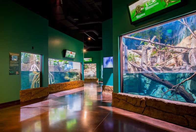 The completed Asia Exhibit at the Loveland Living Planet Aquarium — lit habitat tanks set into stone-faced walls along a polished gallery floor